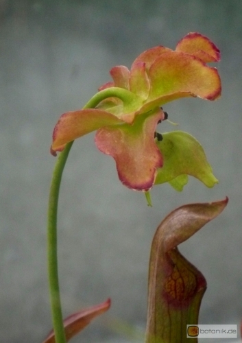Sarracenia rubra -- rote Schlauchpflanze
